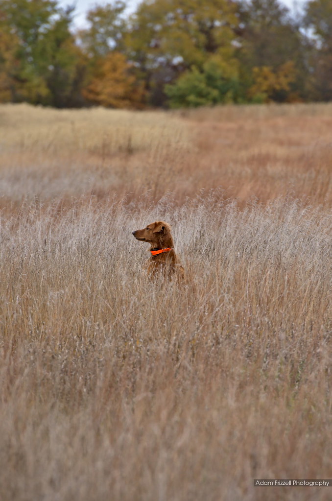 Wisconsin Pheasant Hunting Adam Frizzell Photography Flickr