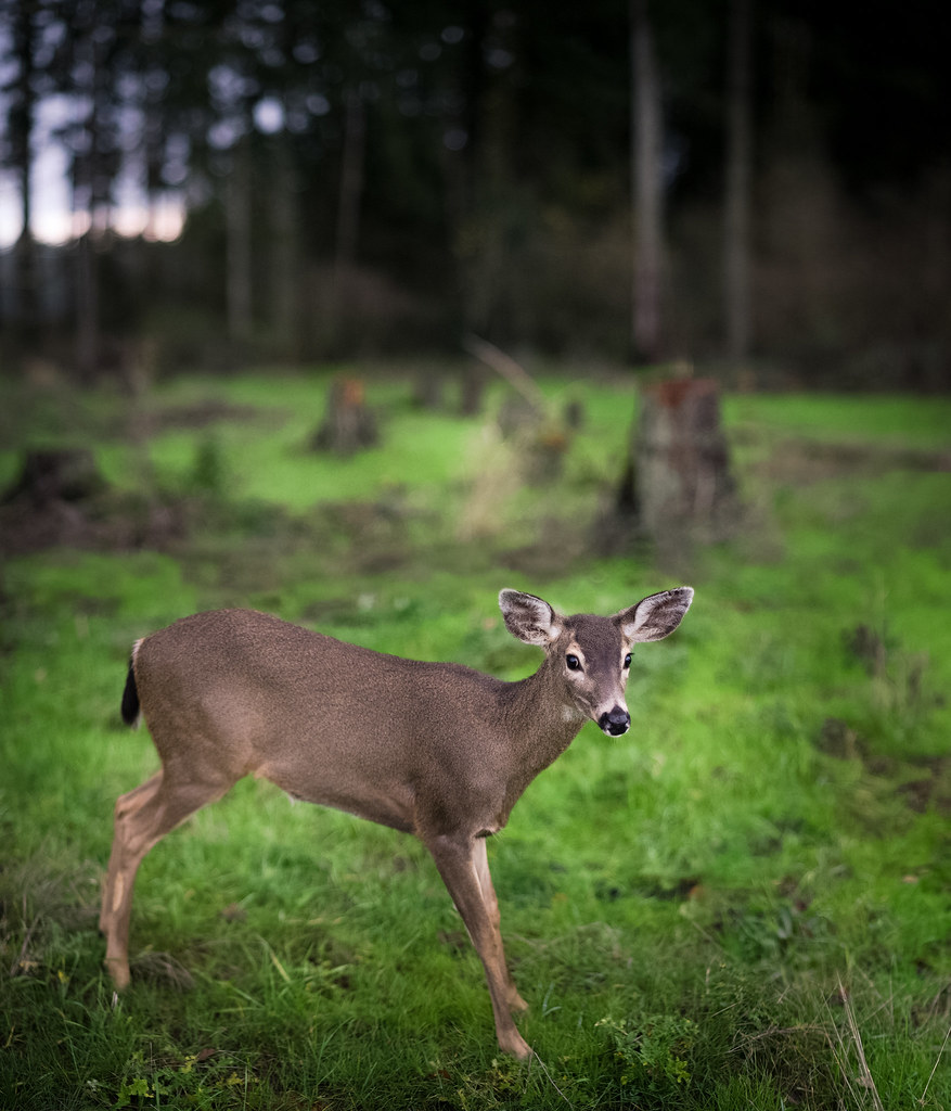 a doe a deer sebboh Flickr