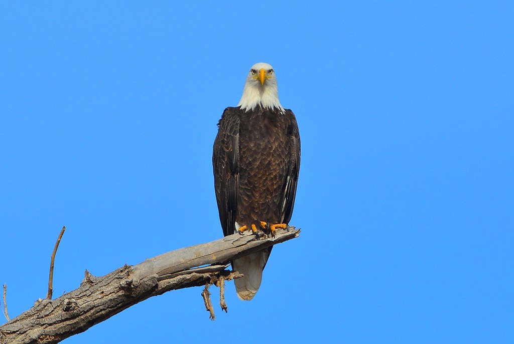 Bald Eagle Oklahoma Nature Pics group Rob. Rogers Flickr