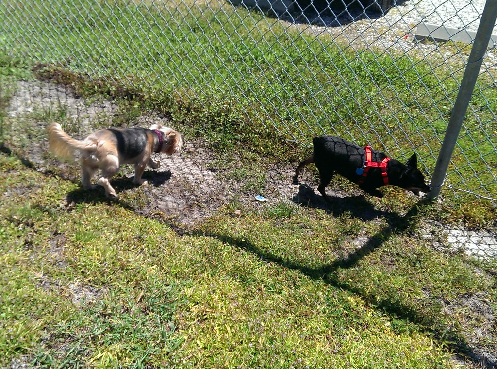 Hilltop Temple Terrace Dog Park apalapala Flickr