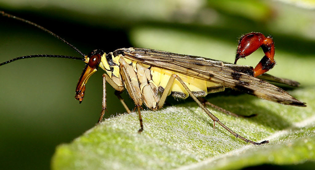 Scorpion Tailed Locusts