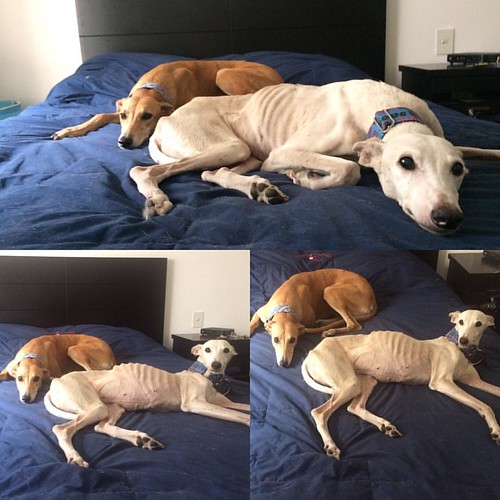 Love for Free it takes your heart then takes your bed … Flickr