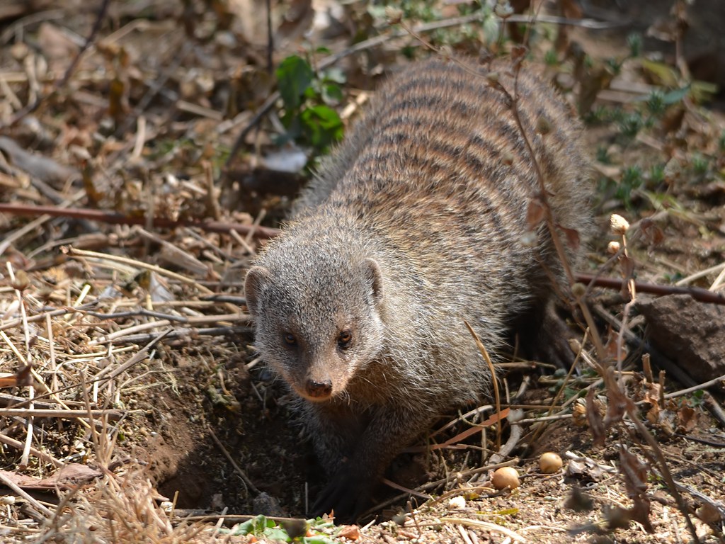 Mungos mungo (digging) Mungos mungo Hans Hillewaert Flickr