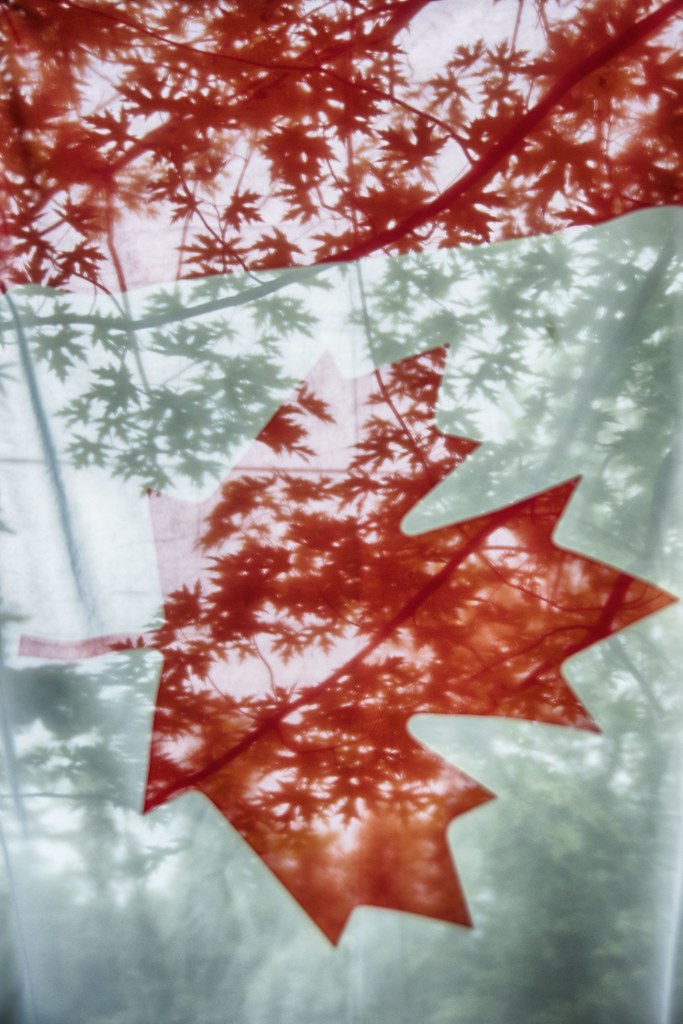The Maple Leaf, Through & Through maple leaves from one of… Flickr