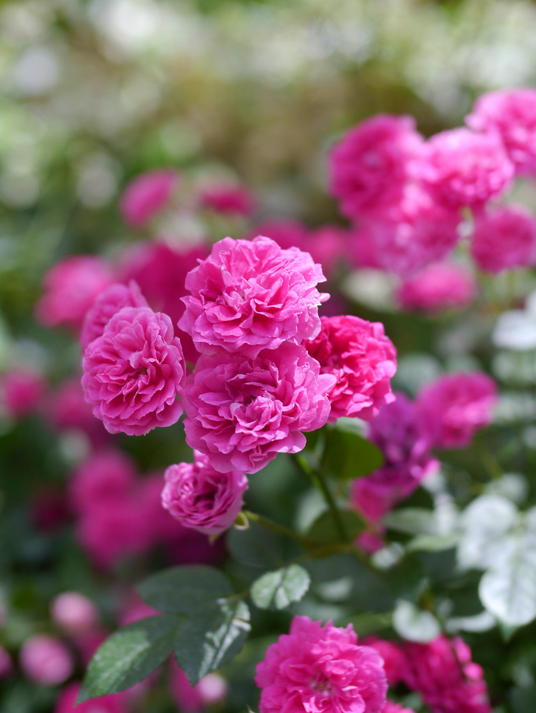 Rose, King Rose, バラ, キングローズ, Rose, King Rose, バラ, キングローズ, … Flickr