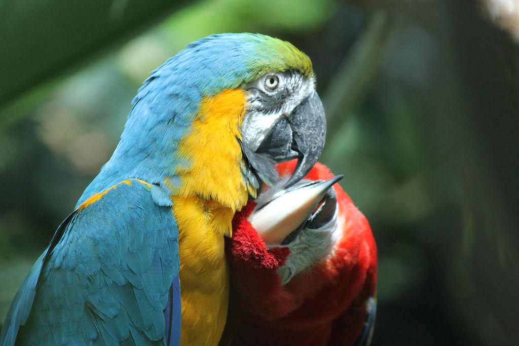 Visit to the Audubon Aquarium of the Americas (New Orleans… Flickr