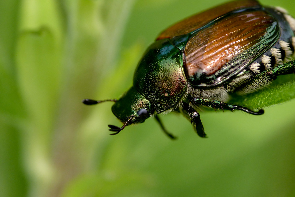 Japanese Beetle Popillia japonica Hillsborough, New Jersey… Flickr