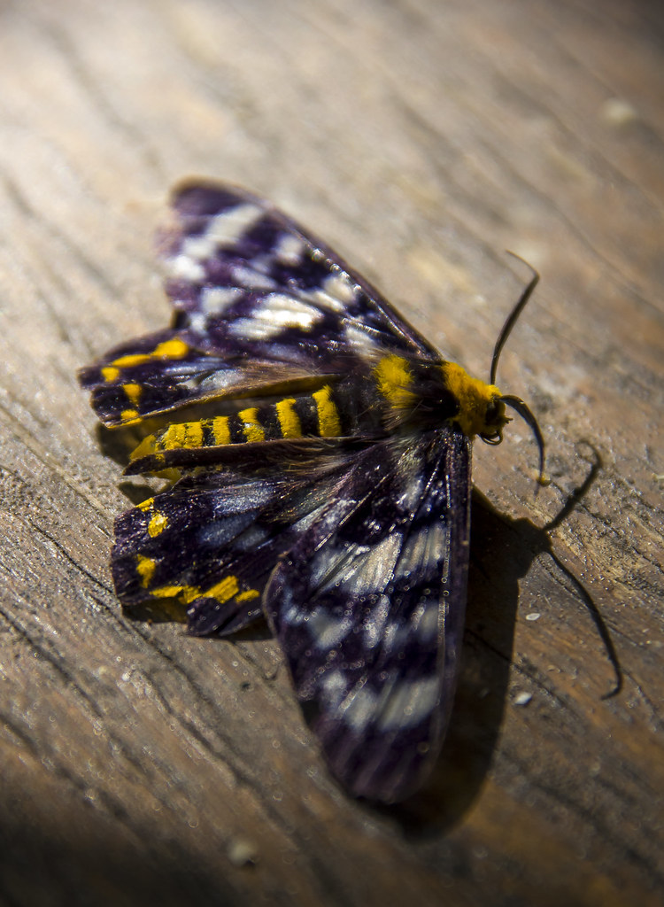 dead moth grisalda_monroe Flickr