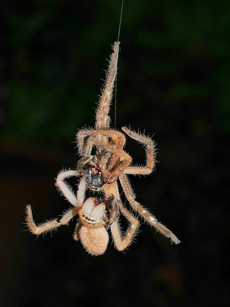 Badge huntsman spider shedding its skin Neosparassus salac