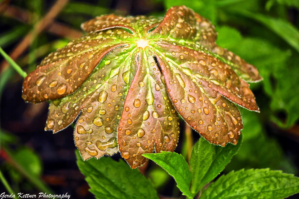 Umbrella plant Mayapple leaf with droplets after the rai… Flickr