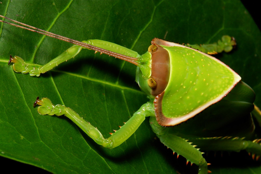 Giant False Leaf Katydid Nymph (Pseudophyllus titan, Pseud… Flickr