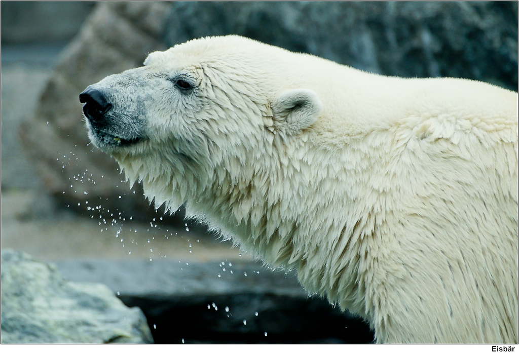 Eisbär / Polar bear Warm anziehen, die Tage werden kälter!… Flickr