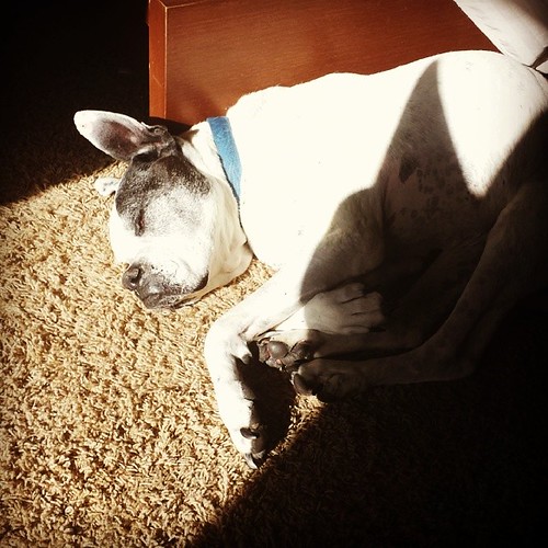 This dog loves laying in the sun. lunatunahead Tim Carmichael Flickr