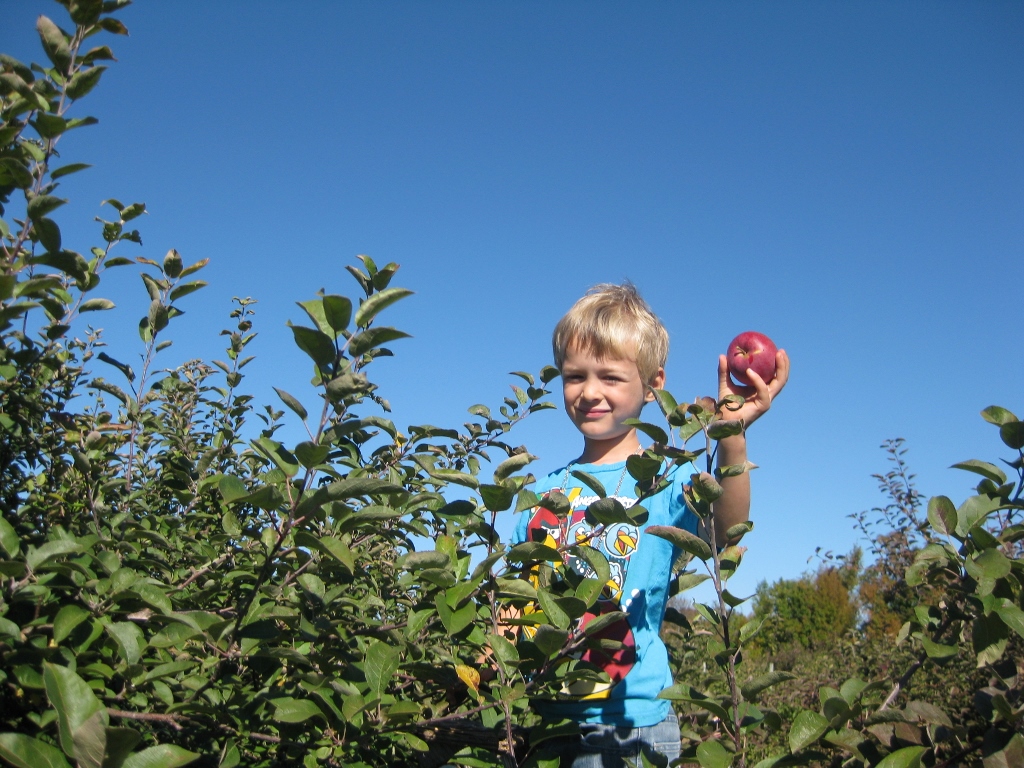 Apple Picking 2013 Flickr