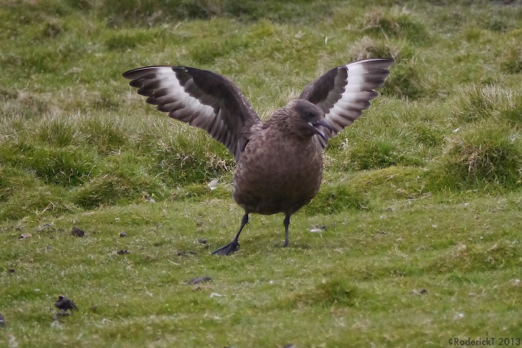 P1050169 Great Skua Wings Up Display Unst Shetland 04062… Flickr