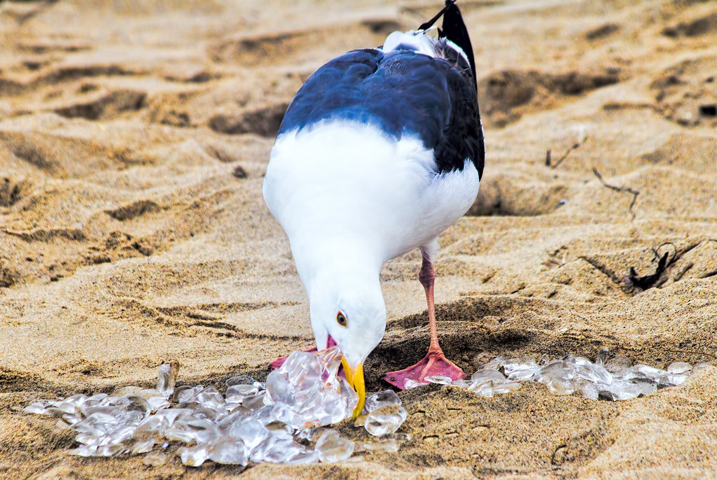 Hot Bird This seagull was eating ice for some reason. This… Flickr