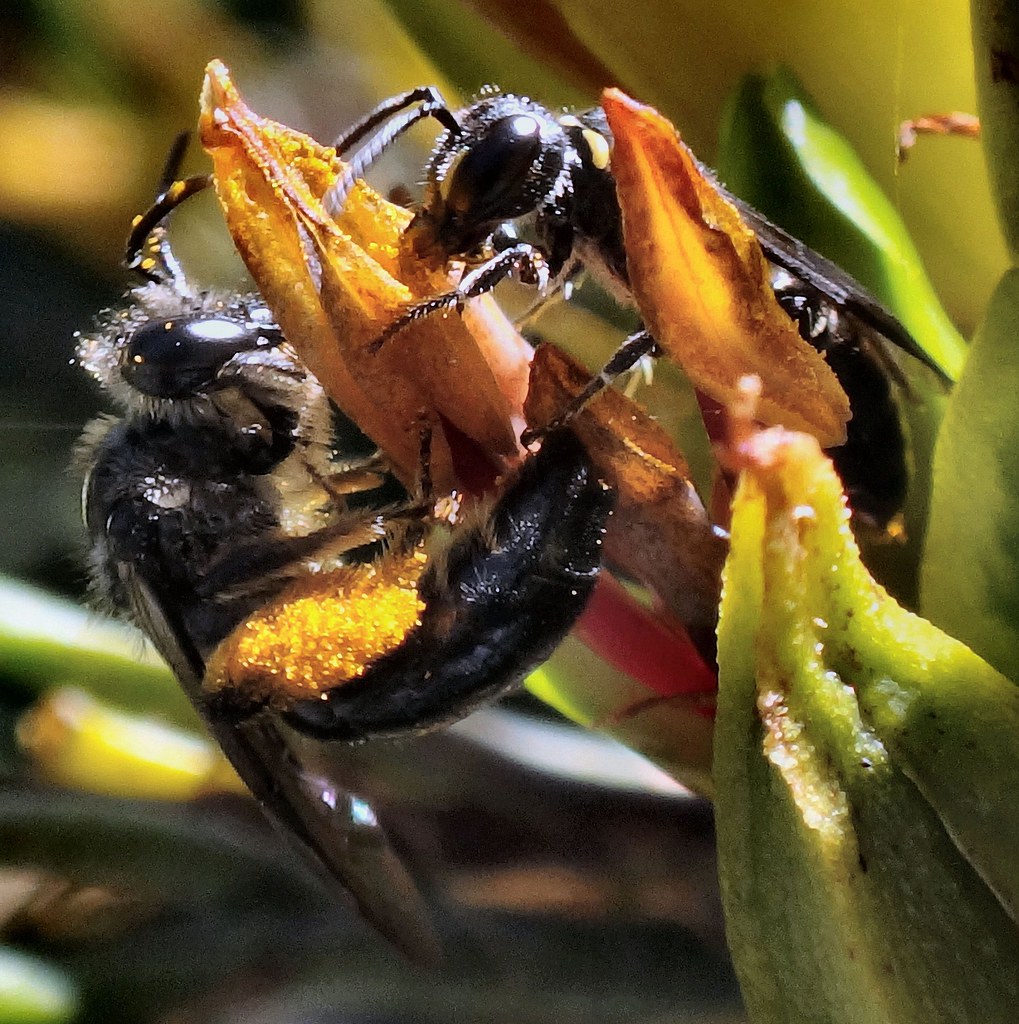 Solitary Duo. Native Bee, Leioproctus sp., on New Zealand … Flickr