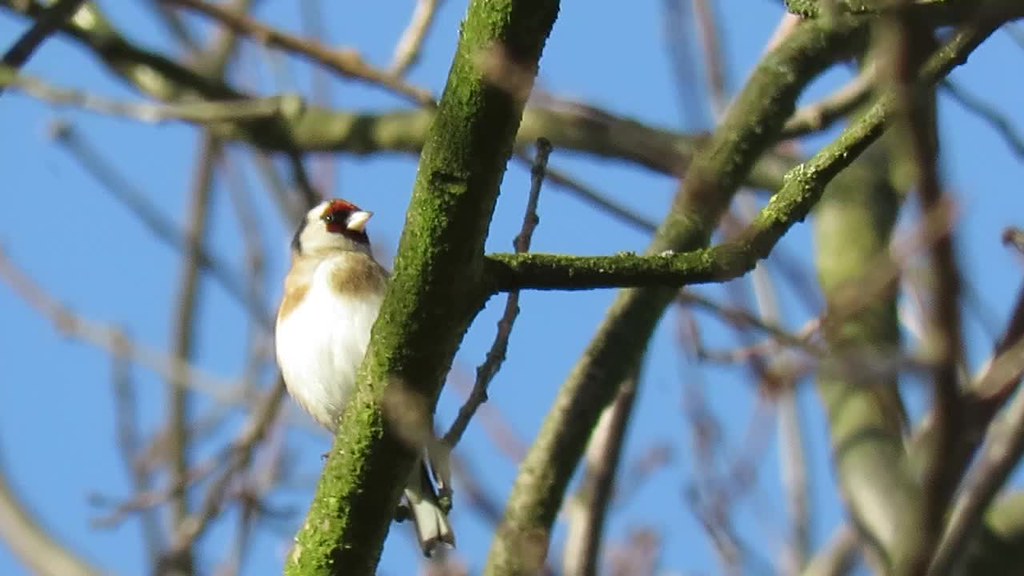 Goldfinch / Stieglitz Singing in tree then wind is gettin… Flickr