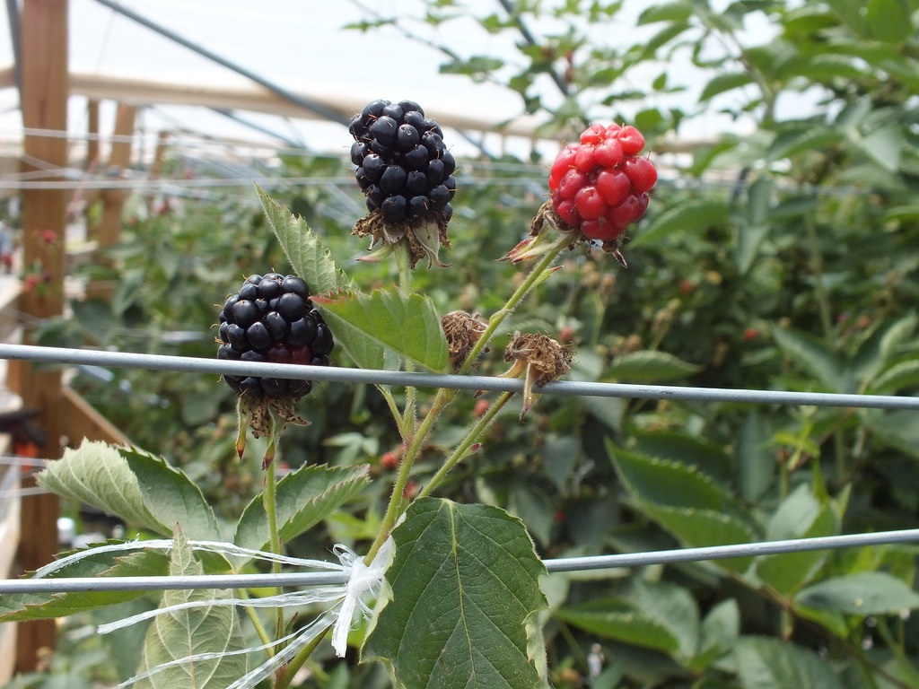 Farm Visit Friday Melon Acres June 28 Located in Oakto… Flickr