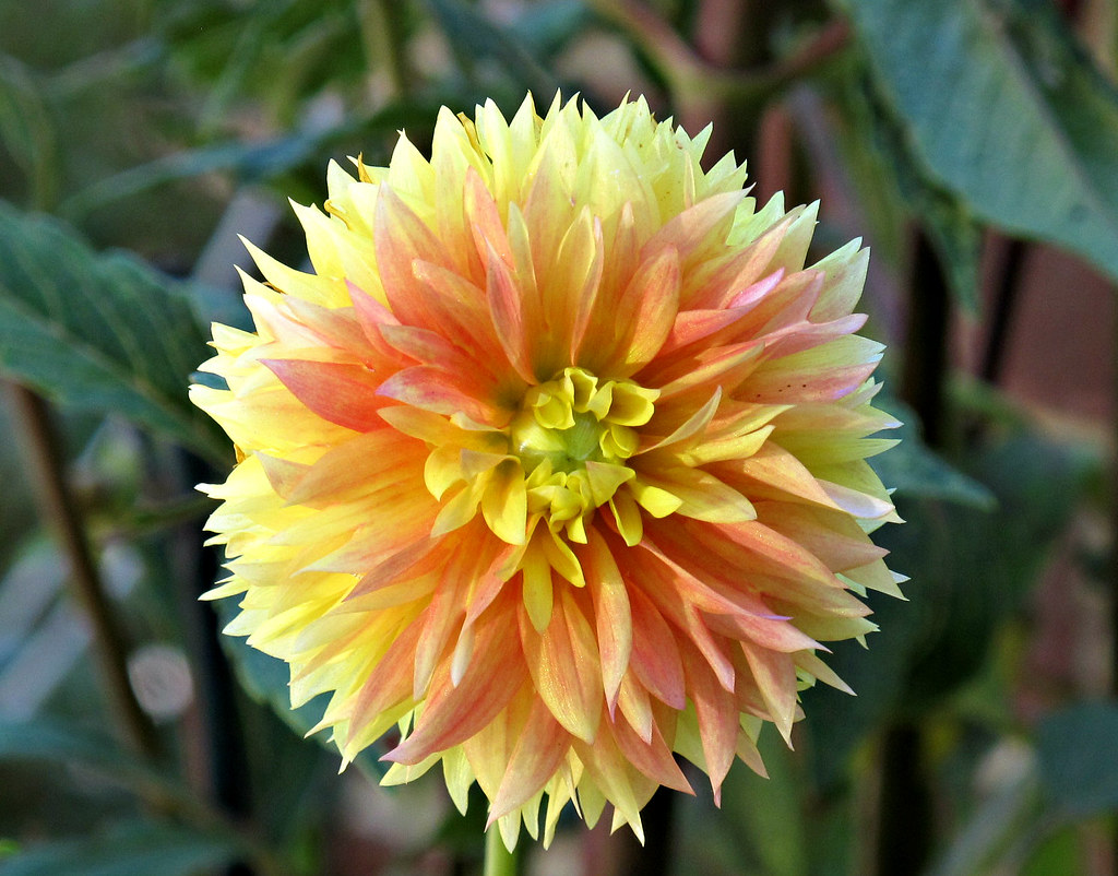 Dahlia, Kentlands IMG_0189 Kentlands Flowers, Gaithersburg… Flickr