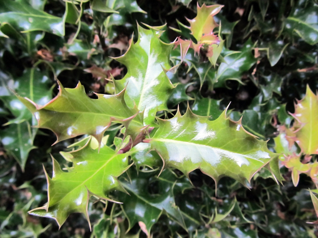 Holly Leaf Holly (Ilex) grows quite readily in Victoria. T… Flickr