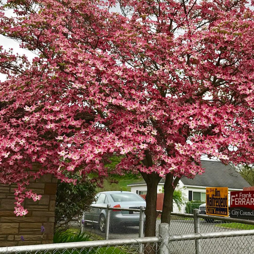 Dogwood tree in West Virginia. treelovers naturesbeauty … Flickr