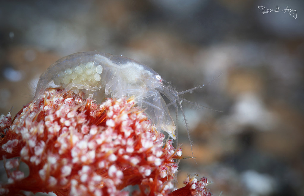 Snapping Shrimp with eggs Lembeh Strait, North Sulawesi … Flickr