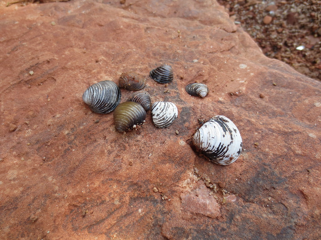 Oklahoma seashells! Dena Norman Flickr