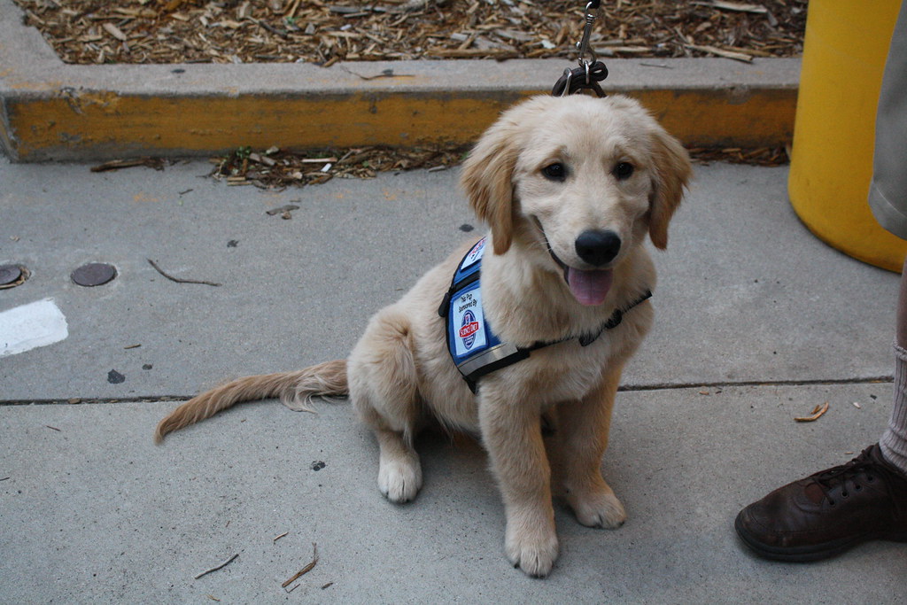 cute cute service dog in training f l a m i n g o Flickr