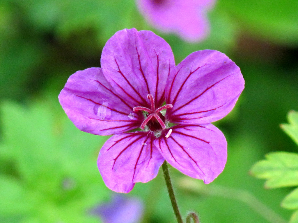 Kentlands, Flowers IMG_9306 Kentlands photowalk, Gaithersb… Flickr