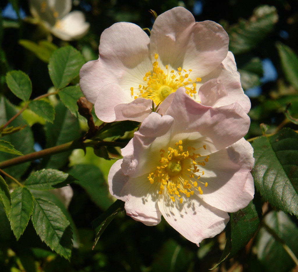 DSC29882 Briar Rose. Growing in the hedgrow at Raithby nea… Flickr