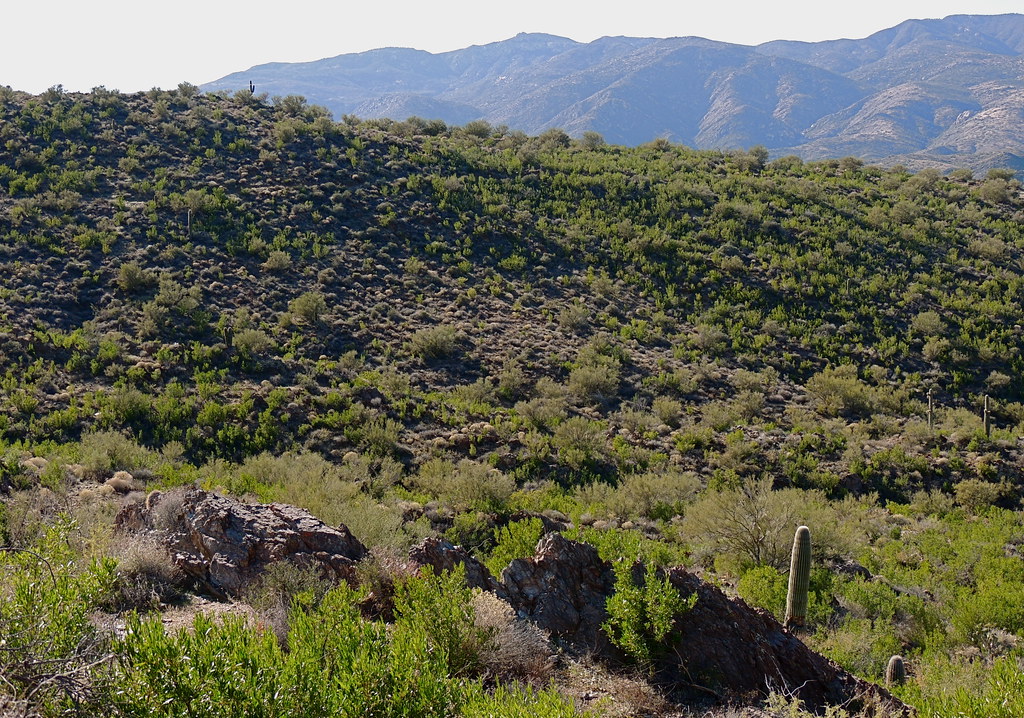 Bumble Bee rd Arizona B A Winick Flickr