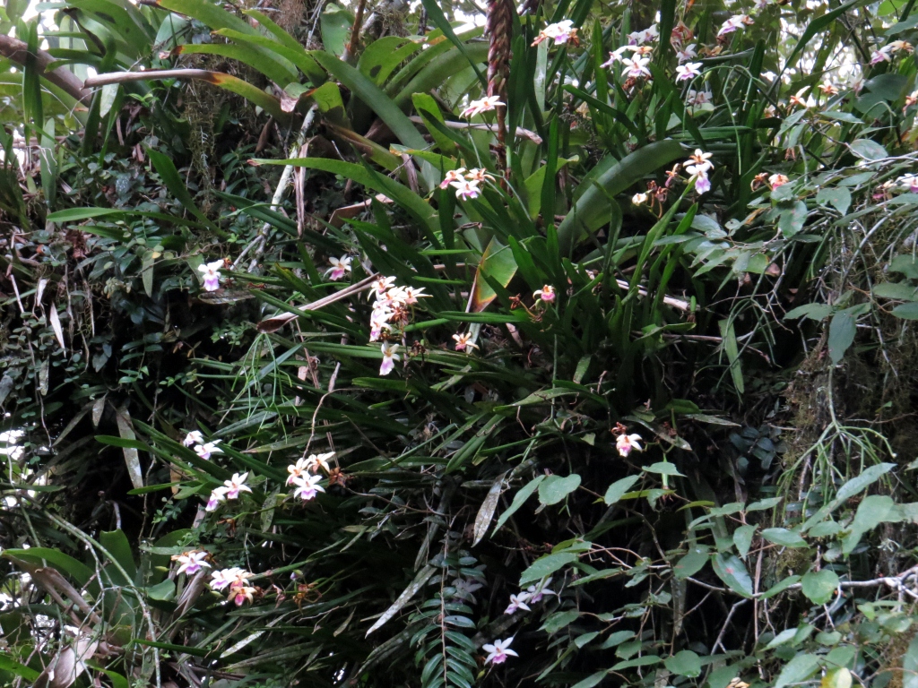 Miltonia regnelli no habitat 2 .Homotypic Synonyms Oncidi… Flickr