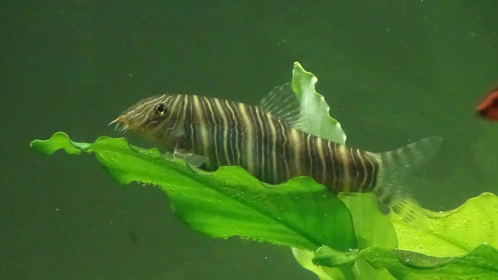 Zebra Loach 11/12/14 One of 2 loaches around 10 years old.… Flickr