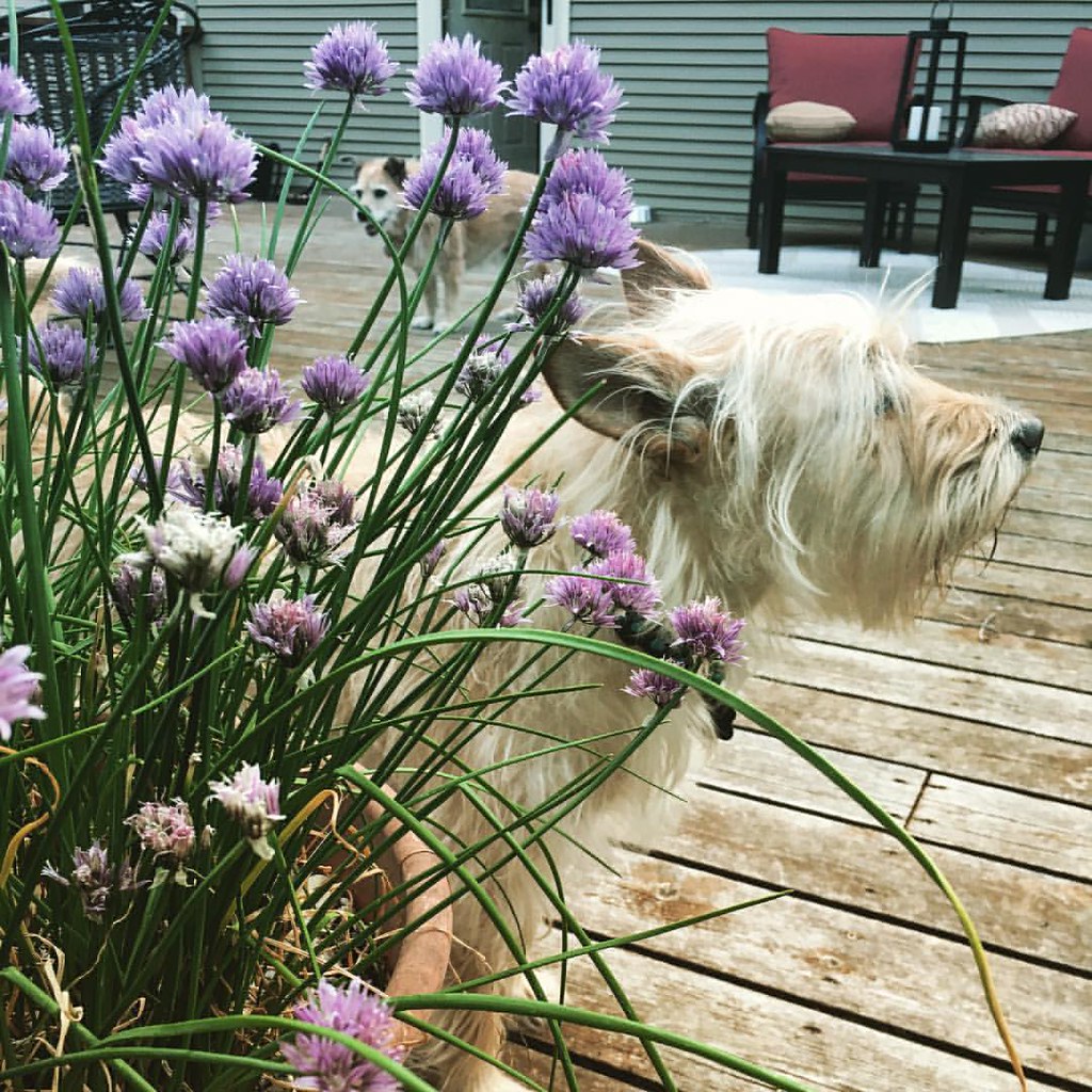 Dogs & chives. Jon Kowing Flickr