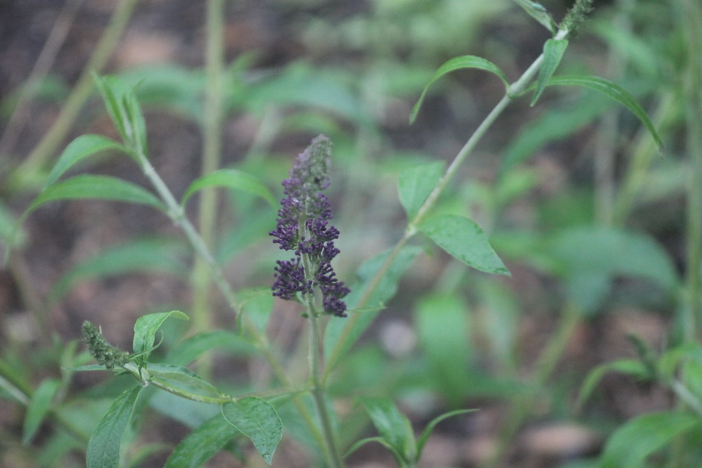 Butterfly Bush (Saline, Michigan) One of my new plants thi… Flickr