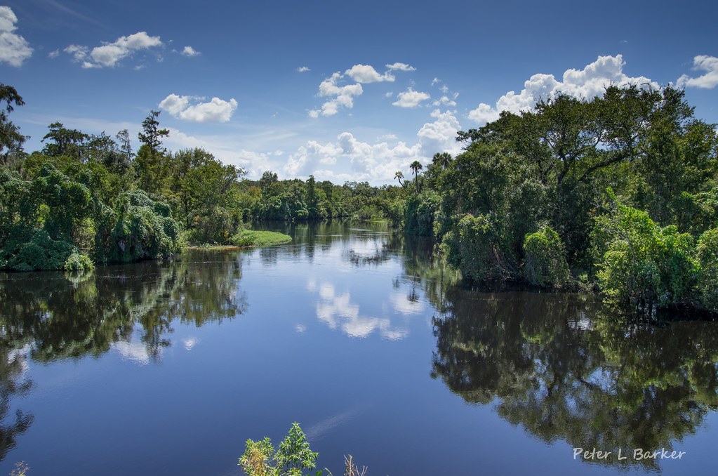 _Lettuce Lake An arm of the Peace River,Fort Ogden,Florida… Peter