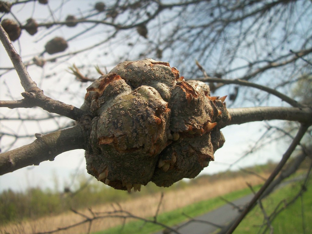 Just plain weird Check out these growths on this tree. Wei… Flickr