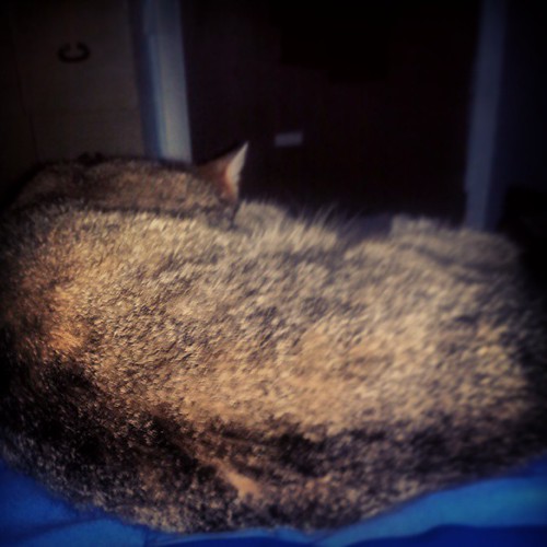 Yep I think it's bedtime now... She's passed out. Kittyna… Flickr