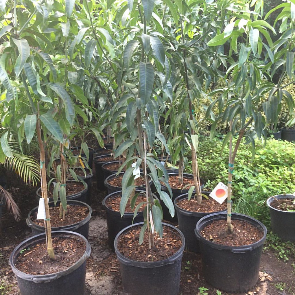 Mango trees! Liquidation Sale! 10 acres ! Plant/fruit tree… Flickr