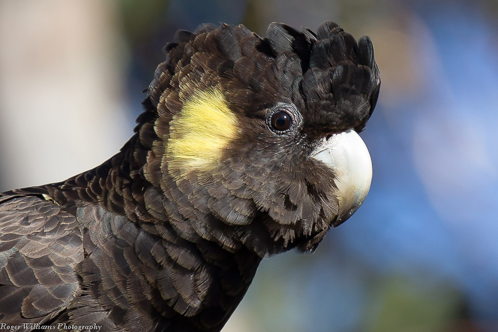 Yellowtailed Black Cockatoo (Caltptorhynchus funereus) a photo on