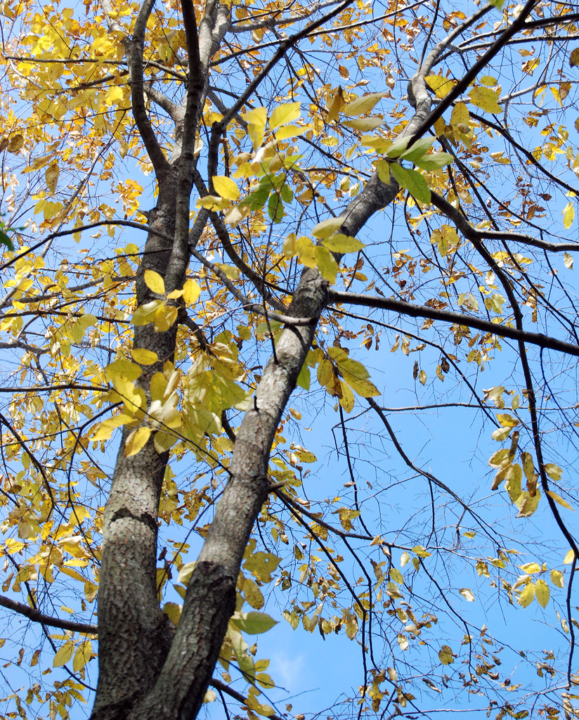 persimmon Deciduous dioecious tree from SE US. Group of se… Flickr
