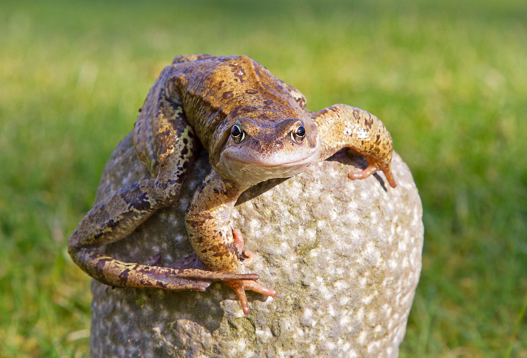 Happy Frog ) Smiling garden frog coming out of hibernati… Chas