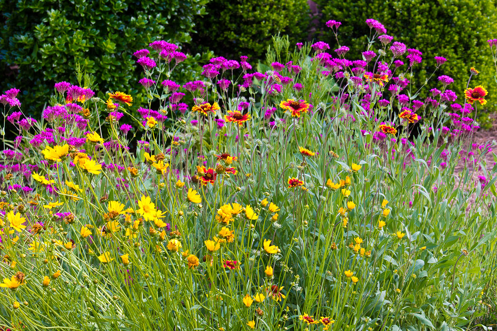 Yellow, orange, and purple wildflowers Spring wildflowers … Flickr
