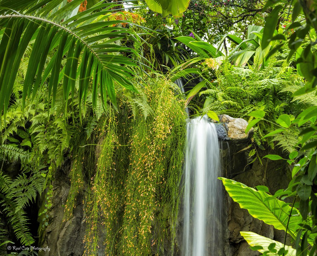 24+ Tropical Plants In Georgia 2 Tropical Plants Tropical forest at the Myriad Botanical Ga… Flickr