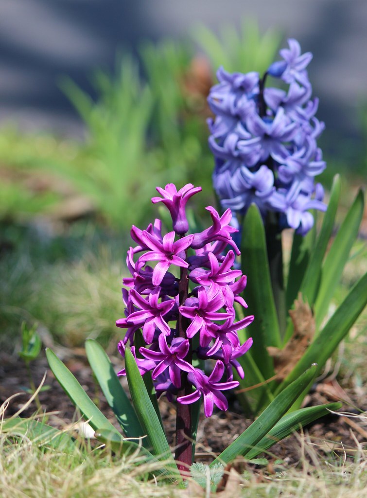 IMG_2446 Blue & purple hyacinths Hyacinthus orientalis Flickr