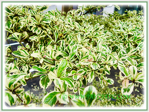 Attractive variegated leaves of Bucida buceras cv. Variega… Flickr