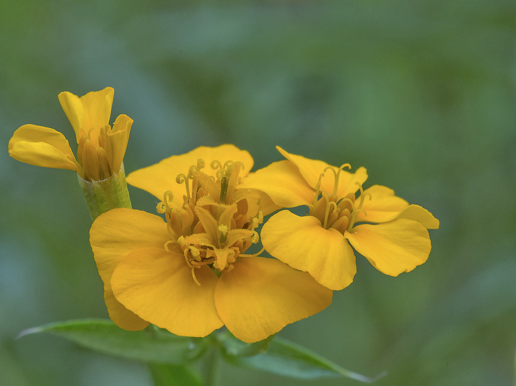 Beautiful and tasty Spanish tarragon, Tagetes lucida, a cu… Flickr