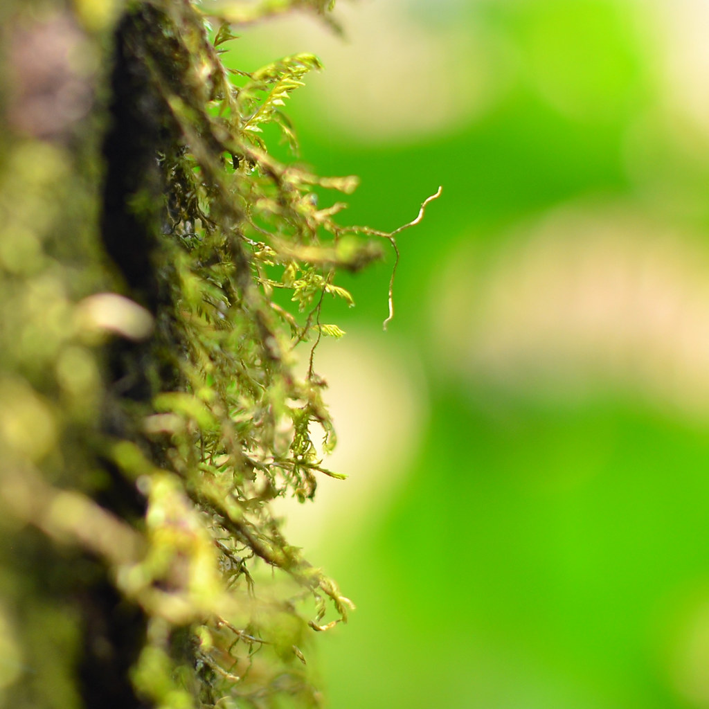 8mossDSC_3532 San Pedro Photo Safari October 22, 2013 Doug Murray Flickr