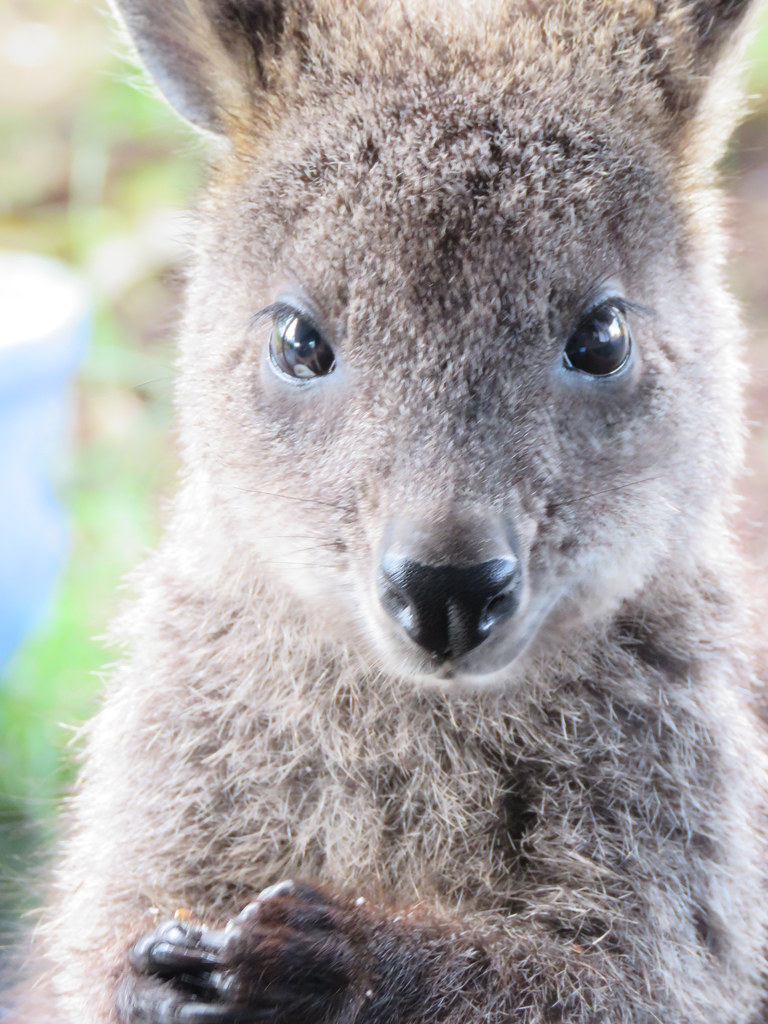 Wallabies Black Wallaby, Joey Stella Reid Flickr